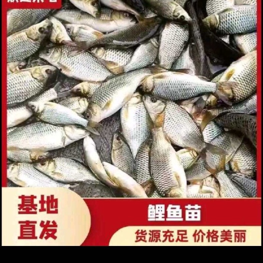 中科五号质优鲫鱼
