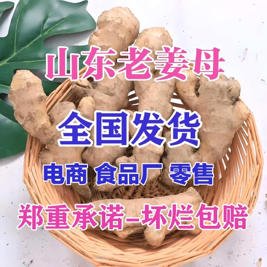 莒縣姜母大量供應(yīng)食品廠 電商 零售批發(fā)
全國(guó)發(fā)貨價(jià)格便宜壞爛包賠