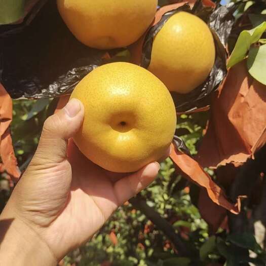 宁陵县晚秋黄梨大量上市
