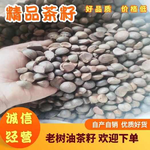 老树油茶籽，油质好油率高