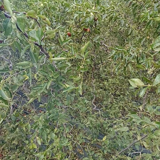 新乡县龙须枣苗