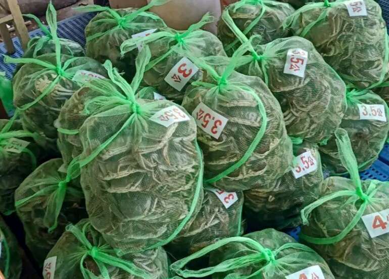 九指公（3.3-5.0）