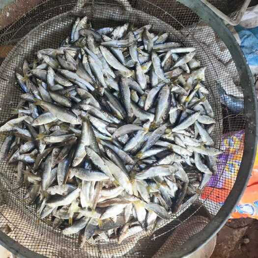 朝阳县小嘴马口现货