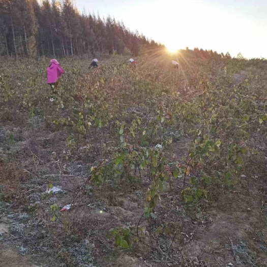 大量双季红树莓苗出售  现挖现卖 现货销售 亩产五千斤