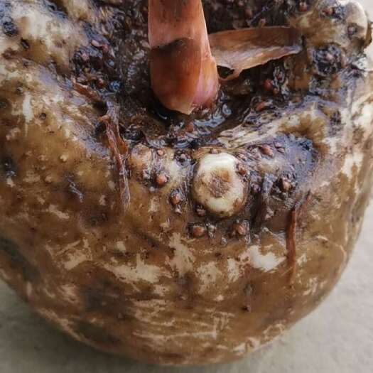 长阳县豆腐魔芋