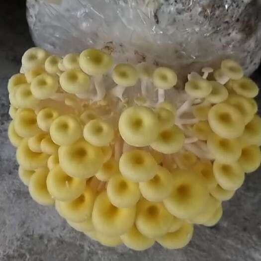 江门鸡油菌