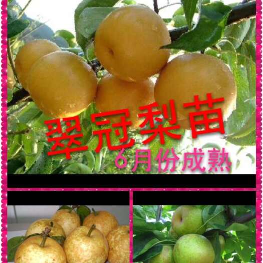 玉环市翠冠梨，翠玉梨，蒲瓜梨苗，移栽大苗