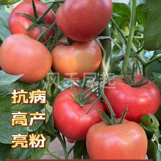 寿光市秋延越冬早春丰禾二号硬粉大果西红柿
