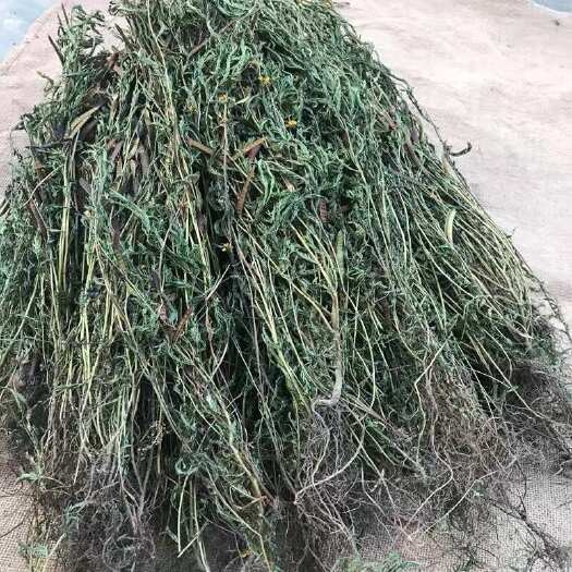 惠水县软肝草（水皂角）（铁甲草）