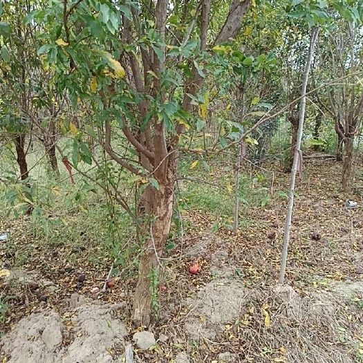 新乡县泰山红石榴树
