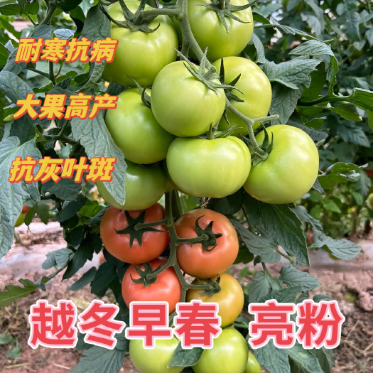 越冬早春，硬粉西红柿苗，抗裂果，抗灰叶斑，抗根线，产量高