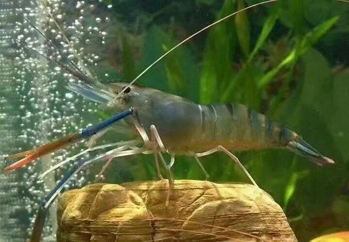 珠海常年出售罗氏虾成品虾大中小规格都有