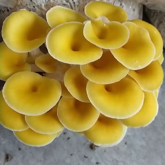 江门黄金菇/鸡油黄菇