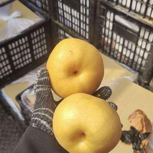 宁陵县晚秋黄梨