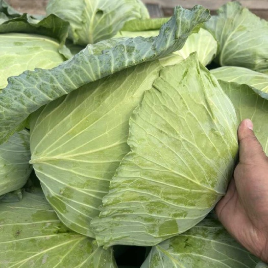 通许县京丰一号包菜，品质优良，产地直发，欢迎订购