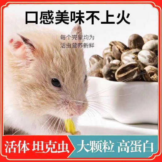 杨拉罐，洋辣子，钓鱼 活饵 宠物零食