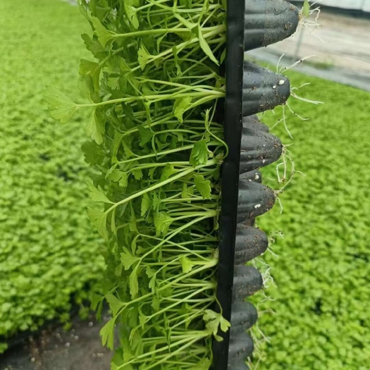 饶阳县法国皇后芹菜苗现货供应中