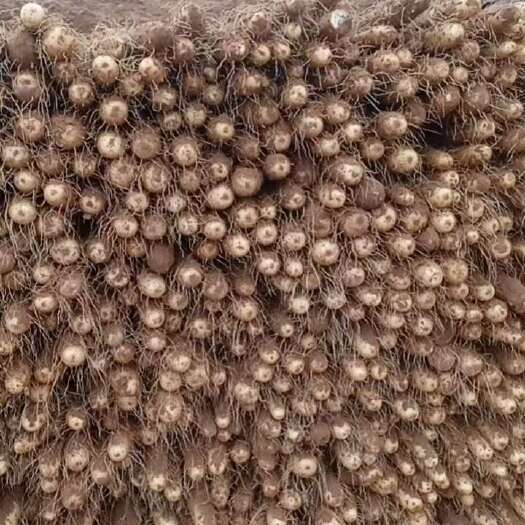 临漳县临漳铁棍山药