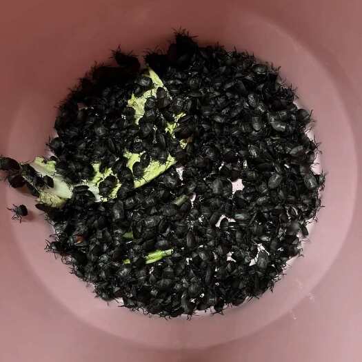 重庆市九香，保证品质