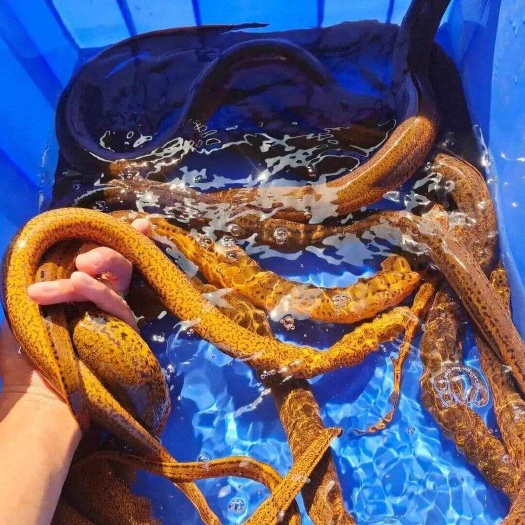 湖北土黄鳝 稻田黄鳝鳝鱼自然生长 活体发货 欢迎咨询