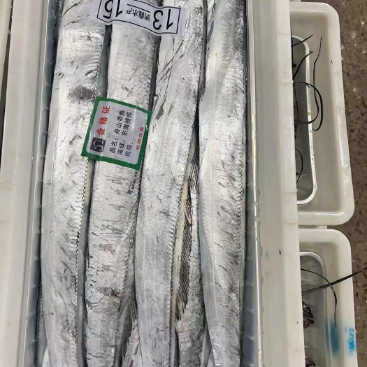 东海（舟山带鱼）产地厂家直供，冻品小包装，货真价实