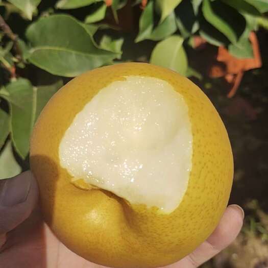 宁陵县晚秋黄梨
