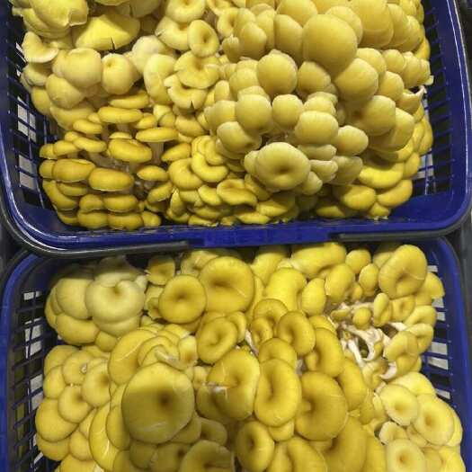 成都基地自产直销￼，菌伞肥厚，大小均匀，优质货源