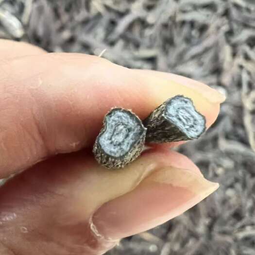 昆明新货双肾参产地货源一手批发。