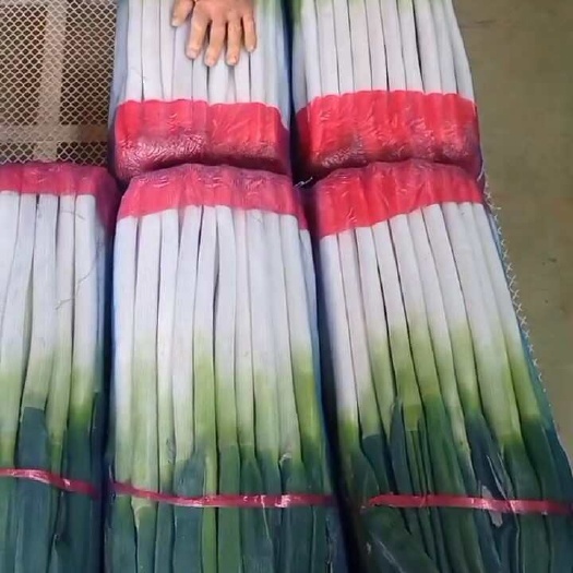 平度市铁杆大葱，各种规格，打捆，网兜，毛葱，净葱都可以