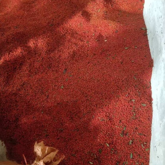 草珊瑚