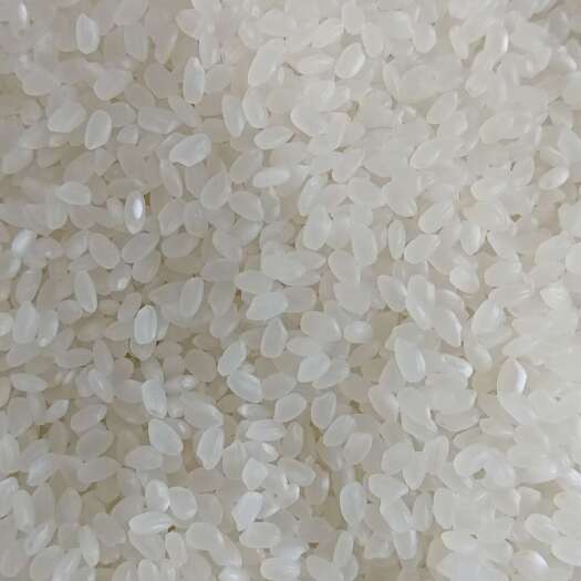 通河县东北珍珠米新米