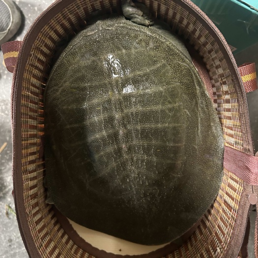 德清县浙江湖州新鲜甲鱼 活体供应 德清县产地直销。