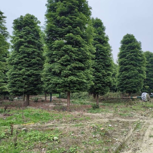 崇州市金丝楠木 桢楠 小叶桢楠 帝王木