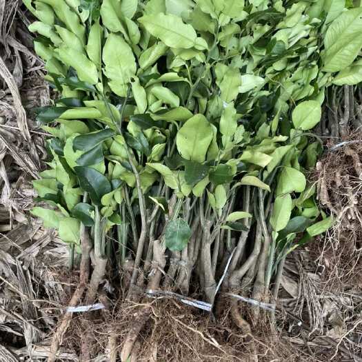成都红心柚地苗