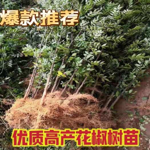 平邑县花椒树苗新品大红袍狮子头花椒树大苗南北方盆栽地栽当年结果花椒
