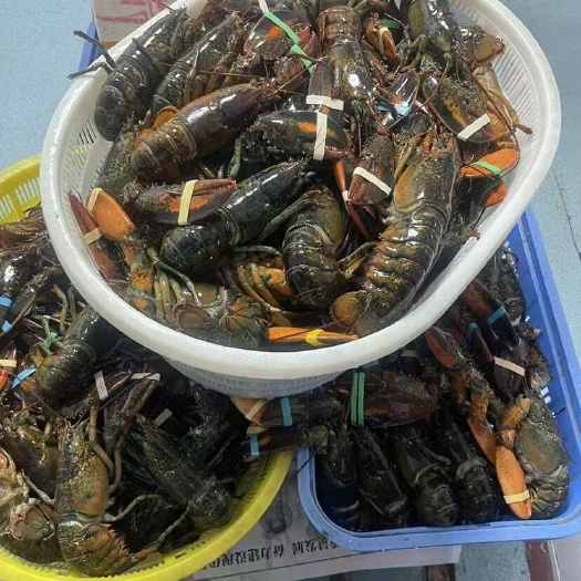 上海一手货源，自助餐产品、热菜避风塘、价格有优势