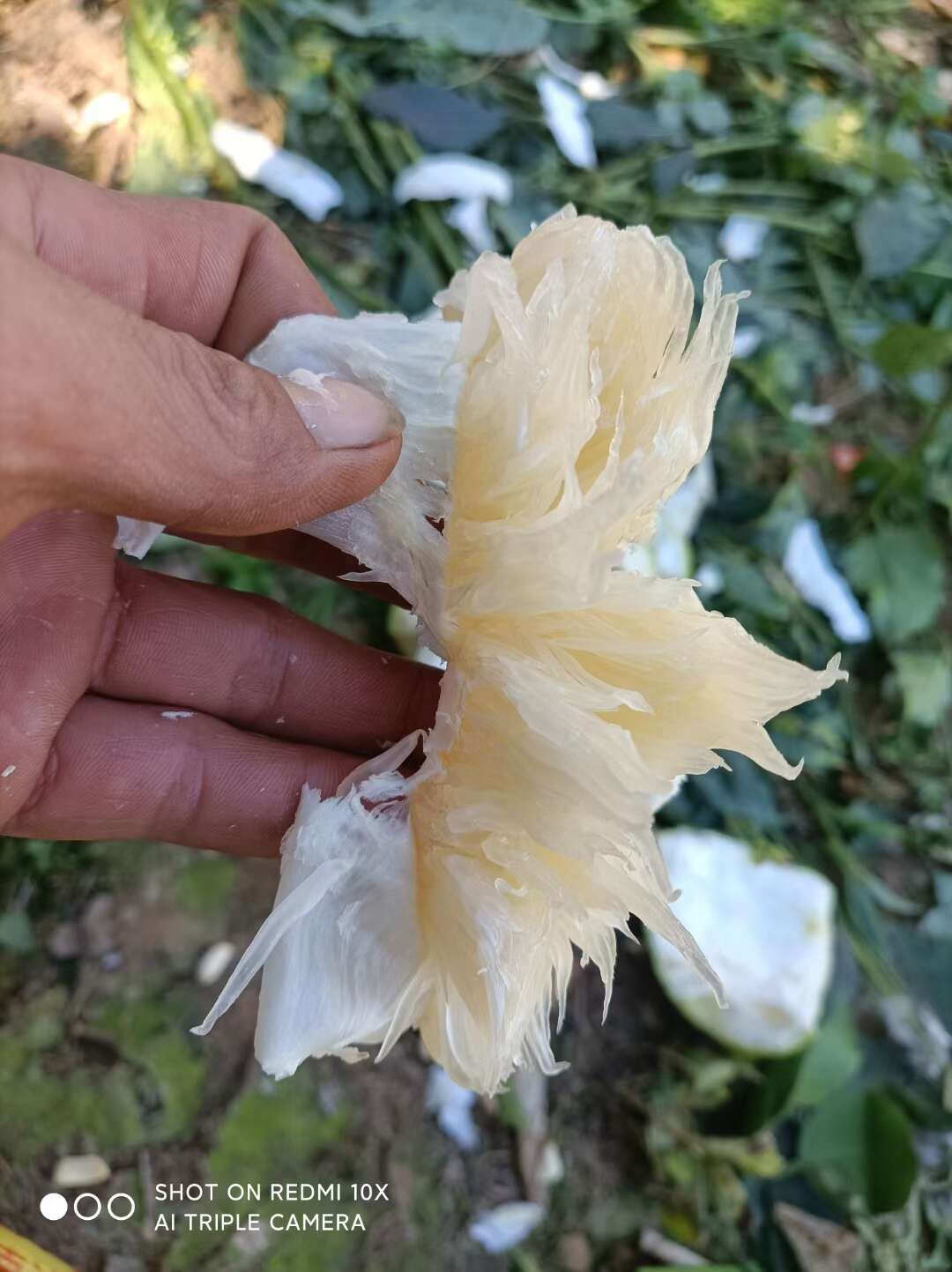 产地代办，江永香柚大量上市啦，诚信第一，一条龙服务