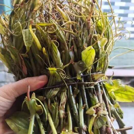 桂阳县蕨菜