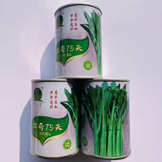 沭阳县出奇75天菜心种子 尖叶菜心种子菜苔种子