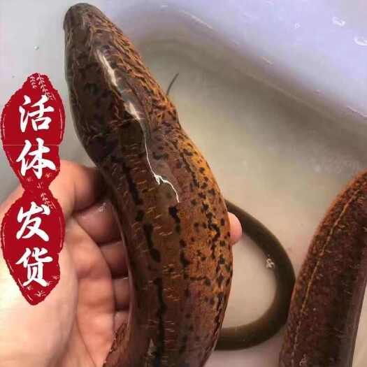 湖北黄鳝 土黄鳝 鳝鱼 规格齐全 产地批货 长年有货