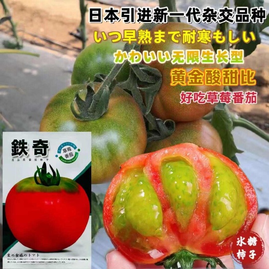 沭阳县蔬菜瓜果番茄种子大全铁奇草莓番茄种籽水果番茄种籽西红柿籽高产