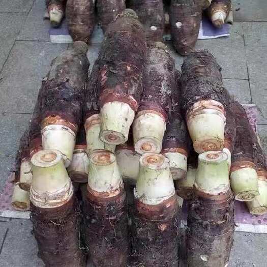 韶关广东香芋炮弹芋头粉粉的扣肉配菜优选货源
