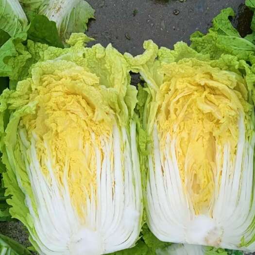 安丘市白菜