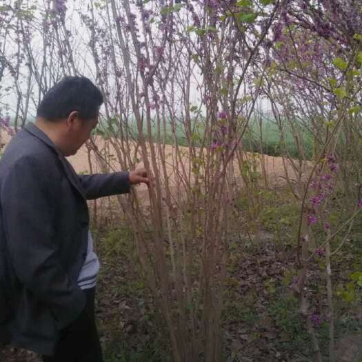 沭阳县丛生紫荆