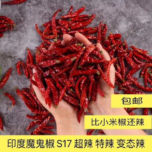 柘城县印度魔鬼椒S17 精品干辣椒 特辣特香 品质保证 不辣包退