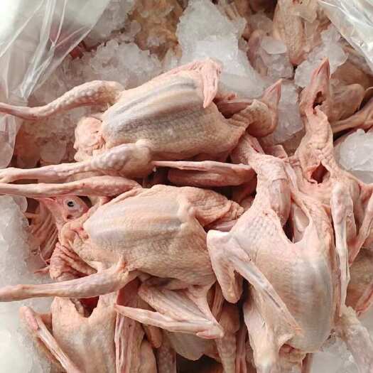 新丰县新鲜现杀乳鸽5两以上，
50个起批，现货直发