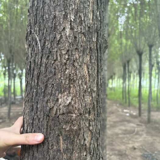 济南十年老白蜡，杆直货好，济阳低价出售