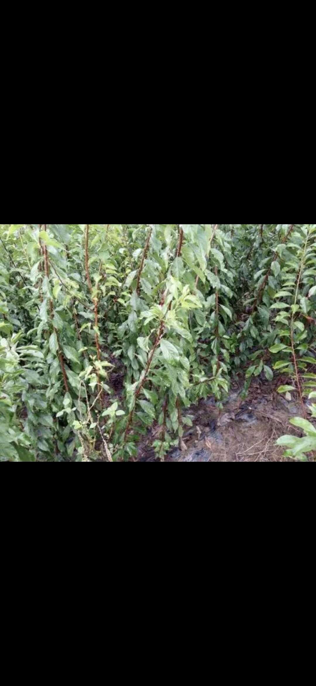 各种果树苗，嫁接苗，专属基地培育。