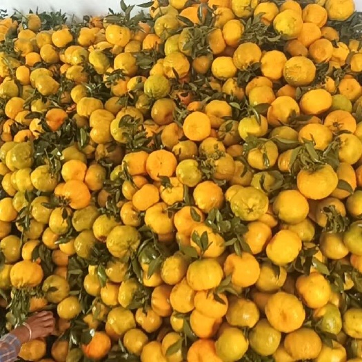 新平县云南高原水果椪柑