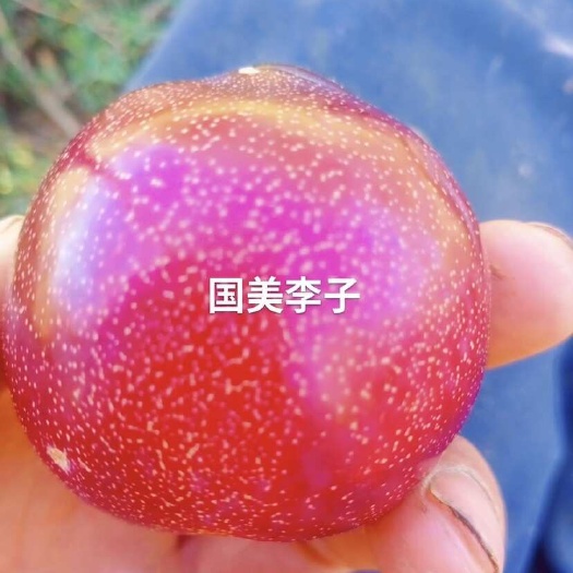 营口国美李子树苗